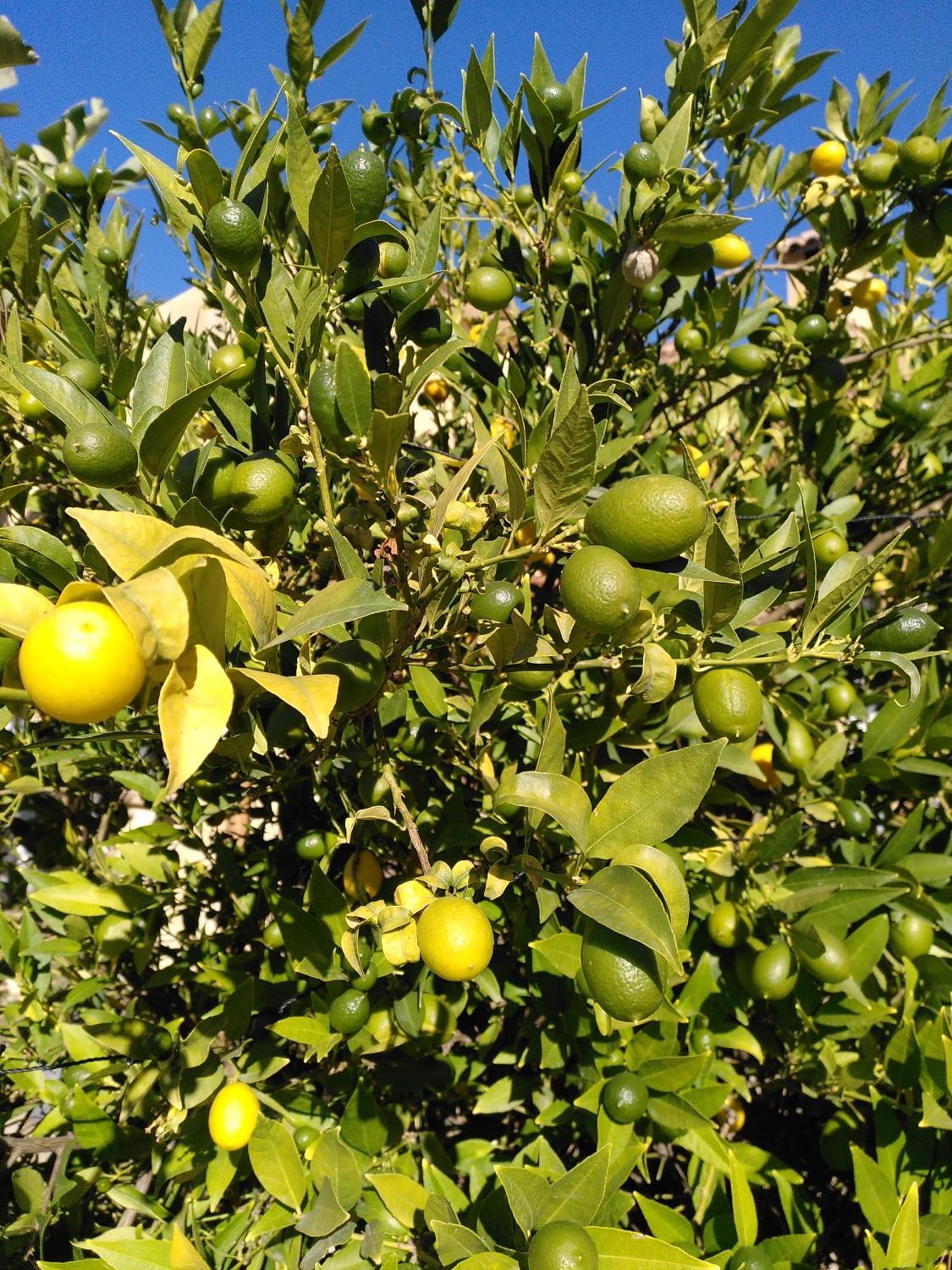 Finca Caracol Bolulla Εξωτερικό φωτογραφία